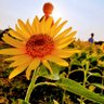 🌻マユミ🌻 的头像