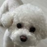 ♡🐕🐶Puppy : ❤ 황은비여자친구그리고 박지민 방탄소년단❤♡ profil fotoğrafı