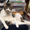 🐈⬛けたま🐕さんどぴいぷる🐈(どっちも👌)流離の獣医師's profile picture