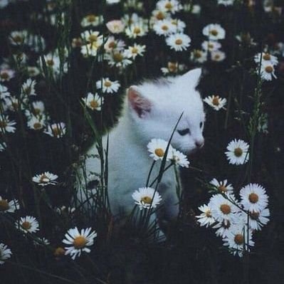 minimonomon's profile picture