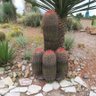 Фото профиля 🌵 Baruch 🌵