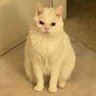 DEO profil fotoğrafı