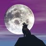 Lone Wolf 的头像