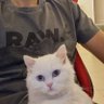 Saudaloun profil fotoğrafı