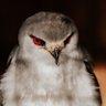 Sultan profil fotoğrafı