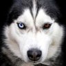 Ra_Bies 8.0's profile picture