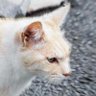 Cat_in_Labo. FCKLDP (PCR検査は世界標準)'s profile picture