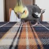 Hide profil fotoğrafı