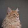 JKeven profil fotoğrafı