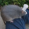 Profilbild von Fatatouille