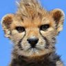 Momo profil fotoğrafı