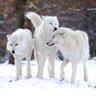 Vivianne Wolf profil fotoğrafı