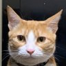 ひろっぴ's profile picture