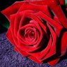 الزهرة الحمراء ملاك's profile picture