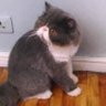 jobi profil fotoğrafı
