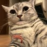 Фото профиля 優は小エビちゃん🦐