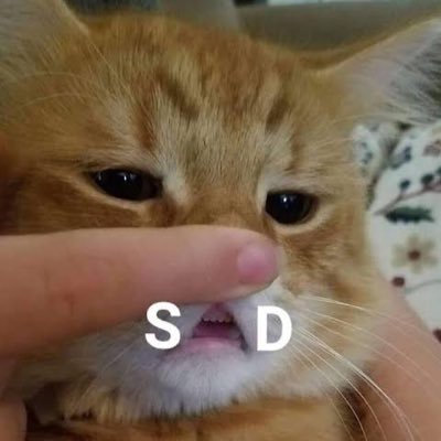 sad cat, cat club's profile picture