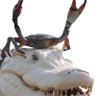 crabby bastard profil fotoğrafı