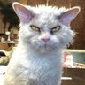 zamisdelapedale's profile picture