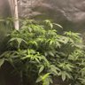 txbudz_713 的头像