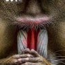 teguhbudi's profile picture