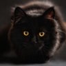 TAC profil fotoğrafı
