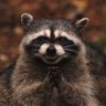 Токсичный енот в твоих реплаях's profile picture