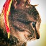 たんぽぽ profil fotoğrafı