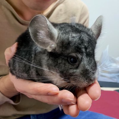 gomamizawa3's profile picture