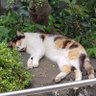 弟切 profil fotoğrafı