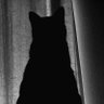 the Cat's profile picture