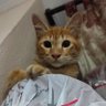 Nadaazmin's profile picture