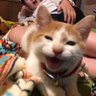 いまいける's profile picture