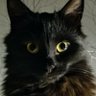 kolkkin's profile picture