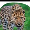 Mr Wanjala's profile picture