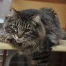Profilbild von KEIKO