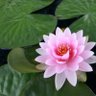 Фото профиля Lotus Trading & Finance