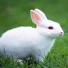 முயல்'s profile picture
