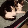 Profilbild von Ingrid en 2 lieve katten😺😺