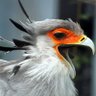 Фото профиля SPLENDIDFUYIN