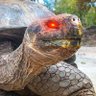 Tortoise Enthusiast 的头像