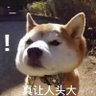 天上的猫 的头像