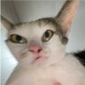 wichan's profile picture