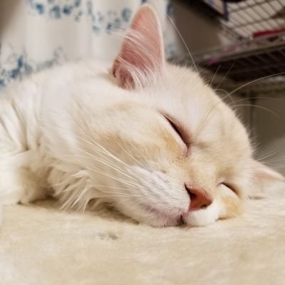 もふもふの家's profile picture