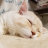 もふもふの家's profile picture