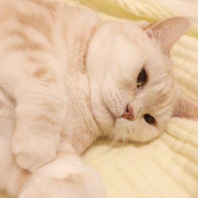 🦖 Nicole Medigen 妮可高端 🦖's profile picture