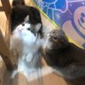 ぽぉ~ profil fotoğrafı