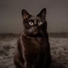 bast. profil fotoğrafı