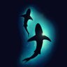 Tiburón's profile picture