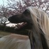 プラチナウルフマン's profile picture
